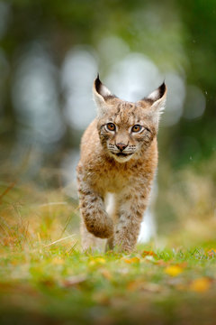 Naklejki Young Lynx in green forest. Wildlife scene from nature. Walking Eurasian lynx, animal behaviour in habitat. Cub of wild cat from Germany. Wild Bobcat between the trees. 