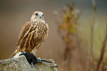 Saker Falcon, Falco cherrug, with caught magpie on the stone. Bird of prey sitting on the rock with food, animal behaviour. Wildlife scene in nature habitat, Bulgaria