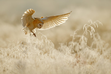 Fototapeta premium Sowa leci z otwartymi skrzydłami. Płomykówka, Tyto alba, lecący nad białą trawą szron w godzinach porannych. Scena dzikich ptaków z natury. Zimny poranny wschód słońca, zwierzę w środowisku.