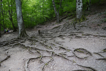 Green forest with large trees whose roots protrude over the ground for many meters. Tourists looked this miracle and going further.