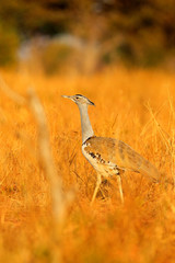 Kori bustard, Ardeotis kori, largest flying bird native to Africa. Bird in the grass, evening light, Chobe, Botswana. Wildlife scene from African nature.