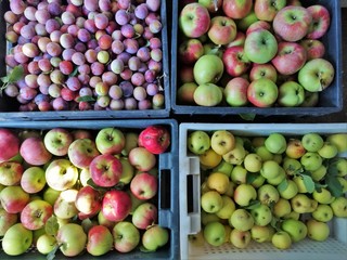 Fruit song