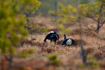 Black grouse on the bog meadow. Lekking nice bird Grouse, Tetrao tetrix, in marshland, Sweden. Spring mating season in the nature. Wildlife scene from north Europe