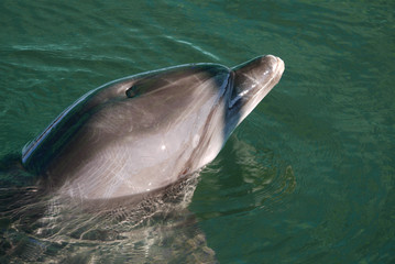 beautiful dolphin floating in clear azure water squeezed from sunlight