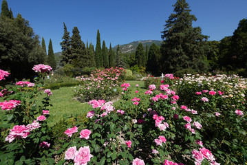 in the foreground shrubs of pink and white roses in a park with coniferous trees in the background of the mountains