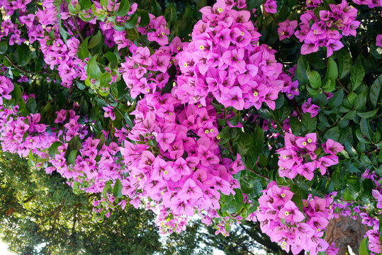 lush pink inflorescences of triangular flowers on a green bush in the park