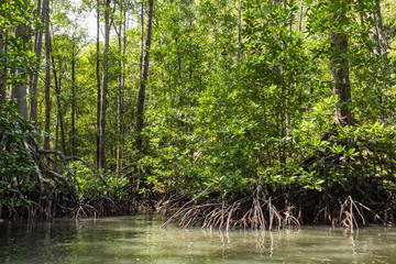 Mangrovenwald in Sabang © Annibell82