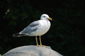 The gull sitting on a stone looks around with a challenge