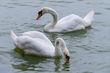 two snow-white swans float on a lake with steam in search of fish