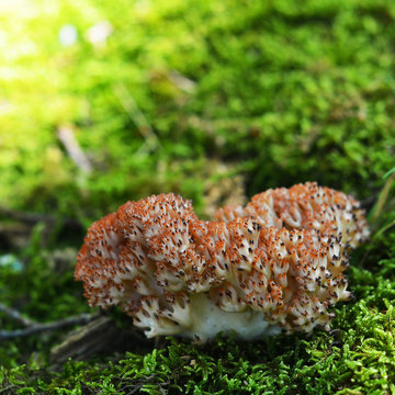 ramaria botrytis mushroom