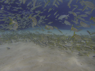 Fototapeta premium Noronha