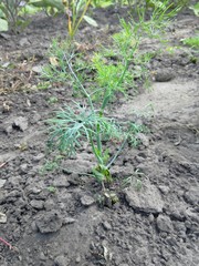 Куст укропа 