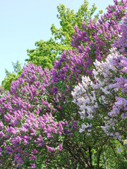 Obraz premium bushes of purple and white lilac in the botanical garden