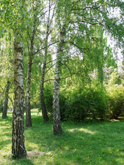 a green lawn with soft grass growing in the shade in a small grove of white birches