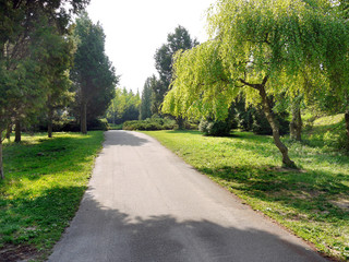 wide clear alley with a park with sloping creeping willows on a clear sunny day