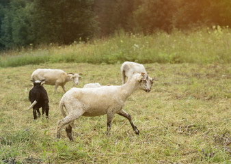Obraz na płótnie Canvas sheeps on meadow