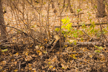 Nice and colorful autumnal scene