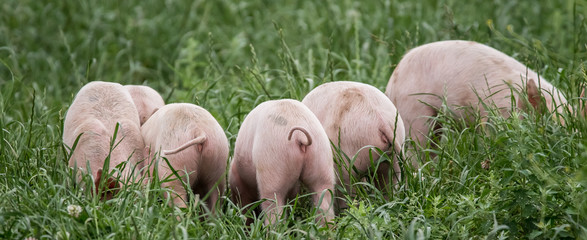 kleine Ferkel von hinten in grüner Wiese