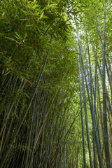 Naklejka na ściany i meble Forêt de bambous en France