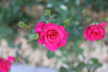 Detail of Beautiful roses in garden