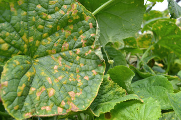 Cucumber leaves affected by downy mildew © Yevhenii