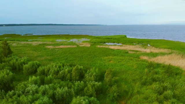 The shore of the Vistula Lagoon covered with rushes.