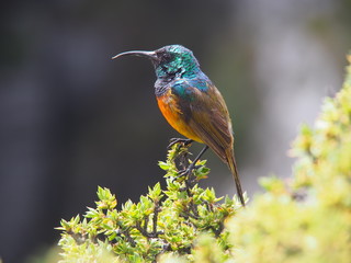 Kolibri