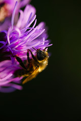 Biene Honig Natur Wundervoll
