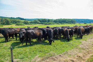 flock of black angus cattles on a cow paddock - obrazy, fototapety, plakaty