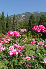 Flowerbed with large pink roses against the background of green rocky mountains