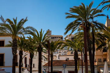 Palmen vor der Kathedrale von Ibiza