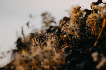 Pflanze - Cres, Kroatien