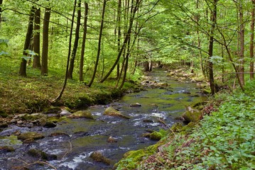 Fototapeta na wymiar River with stones flowing under green trees