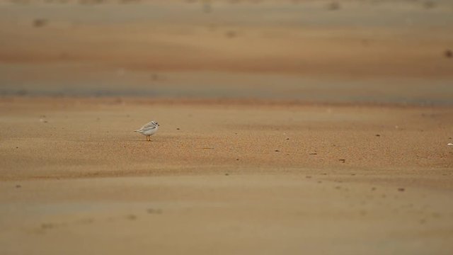 An adult plover male running on the beach near the surf line looking for food.