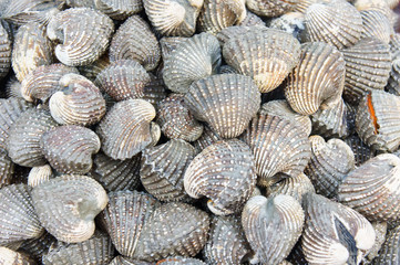 Stack of fresh cockles at fish market jetty. For seafood, food, kitchen, texture and background.