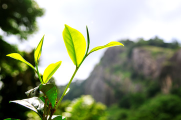 Young tea leaves in the rays of the hiding sun against a cloudy sky and mountains.
