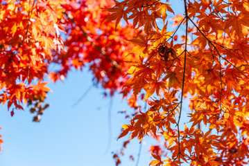 Autumn leaves with clear sky background