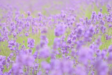 富良野のラベンダー