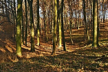 Obraz premium Oak forest with fallen leaves on a sunny day