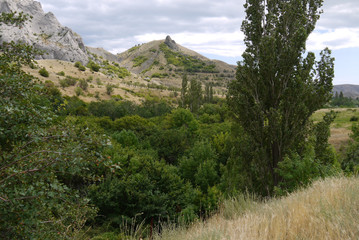 View of a green valley with tall trees at the foot of a rocky mountain range