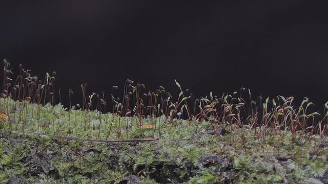 Dolly shot of Mosses, Division Bryophyta, is small growing in damp or shady locations at tropical rain forest.
