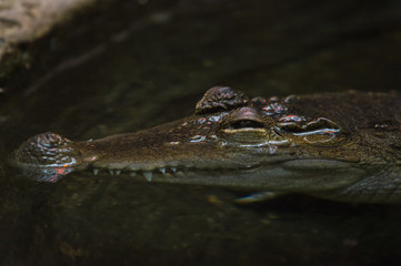 An adult crocodile lurking just above the water level with both eyes visible