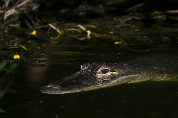 An adult crocodile lurking just above the water level with both eyes visible