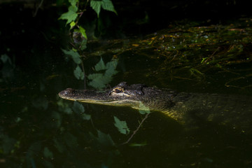 An adult crocodile lurking just above the water level with both eyes visible