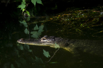 An adult crocodile lurking just above the water level with both eyes visible