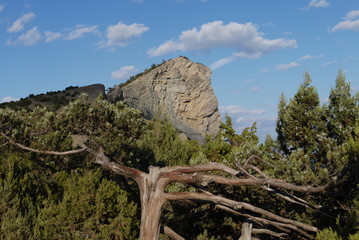 Fototapeta na wymiar A steep rocky rock with old pine trees at the foot of the blue sky