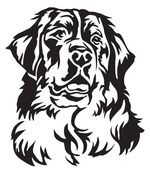 Decorative portrait of Bernese Mountain Dog vector illustration