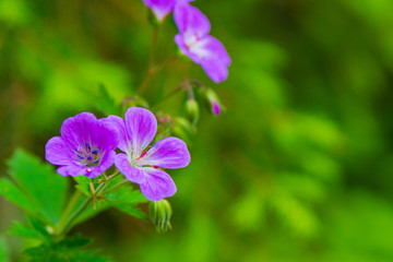 Waldboden in Tatragebirge, waldblumen