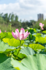 lotus flower in park