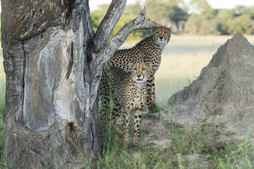 Cheetah in Hwange National Park Zimbabwe - obrazy, fototapety, plakaty